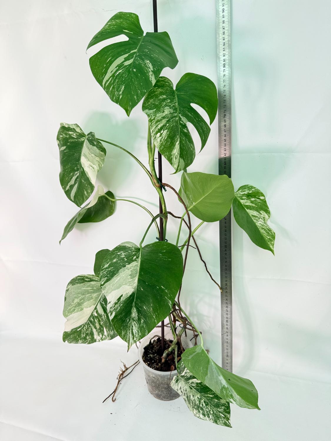 Monstera Albo Variegata XXL 02
