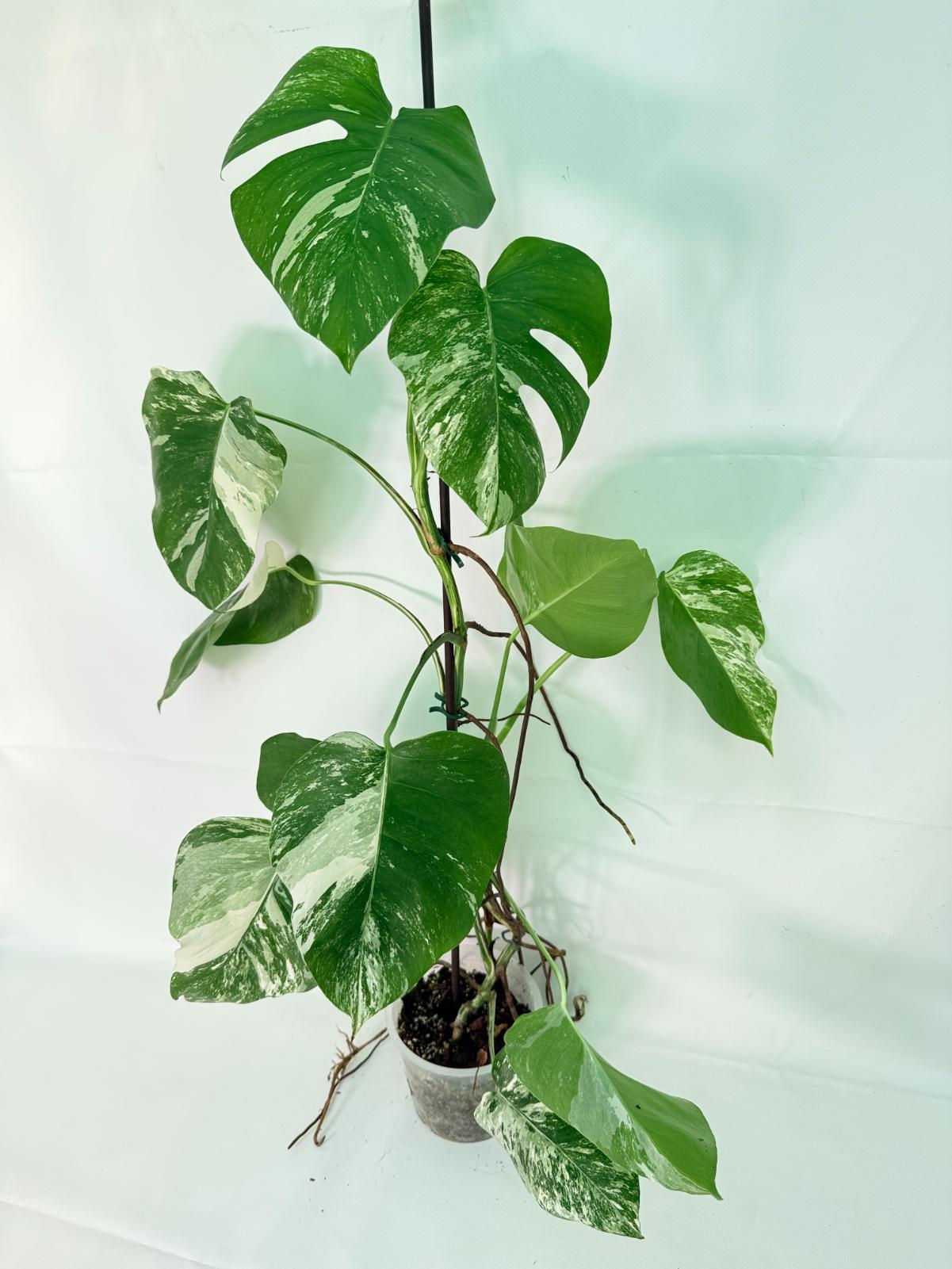 Monstera Albo Variegata XXL 01