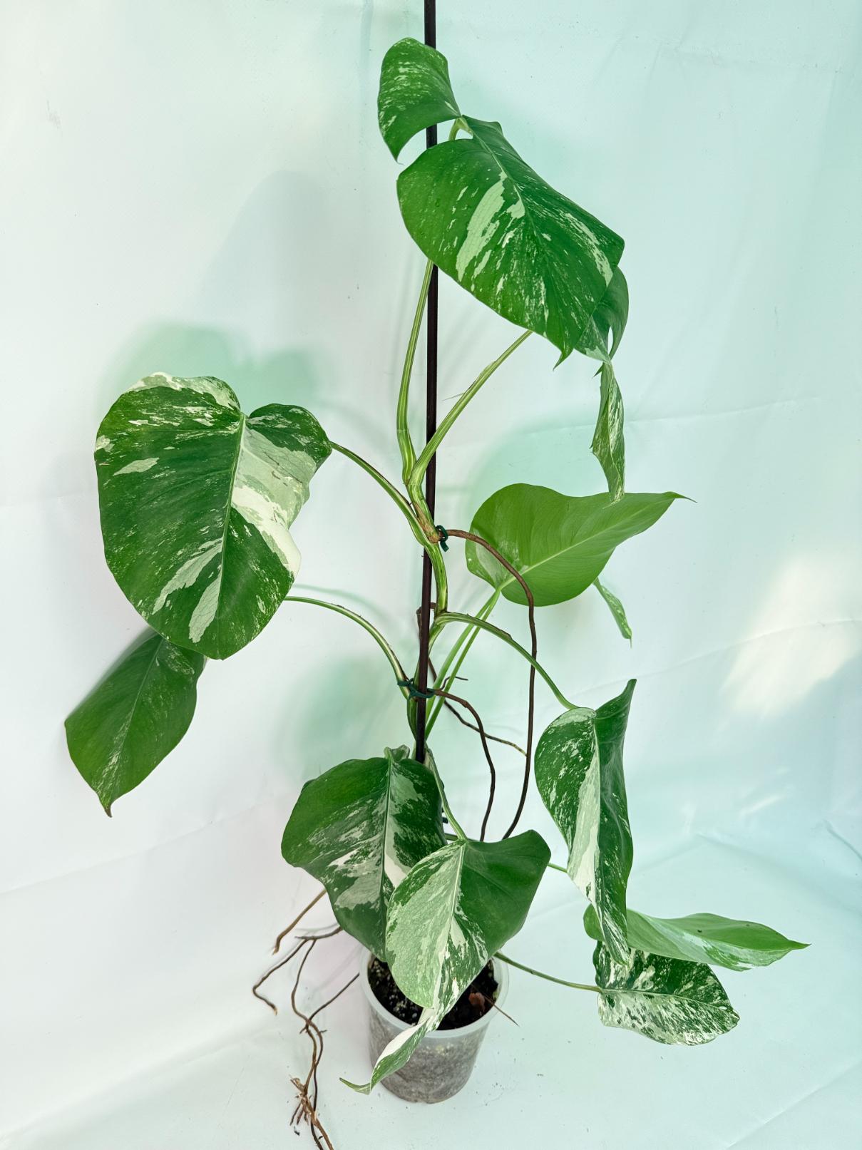 Monstera Albo Variegata XXL 03