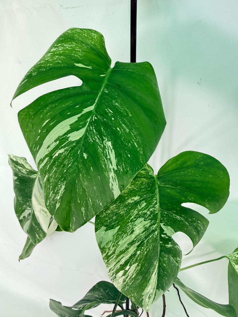 Monstera Albo Variegata XXL 04