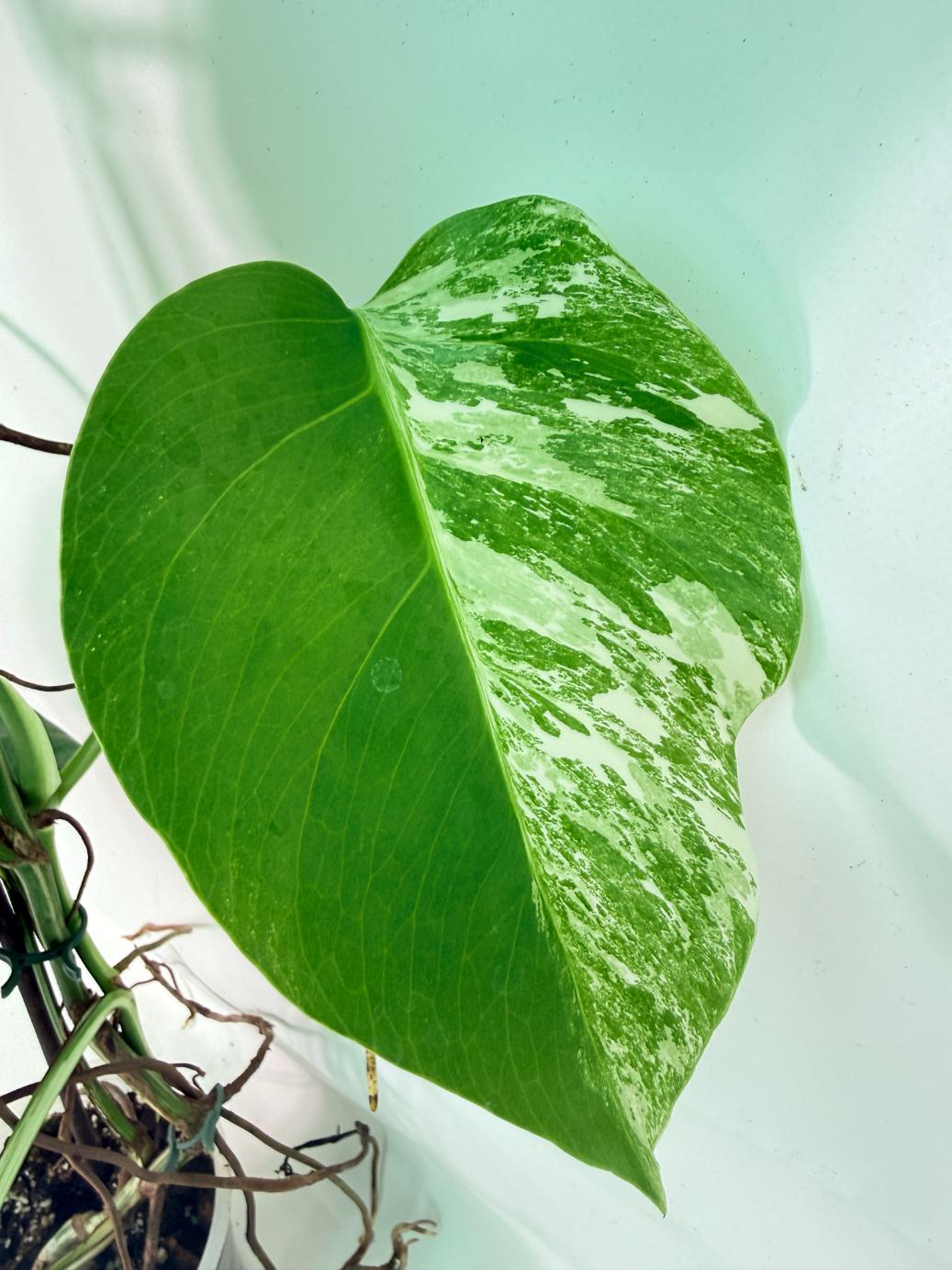 Monstera Albo Variegata XXL 05