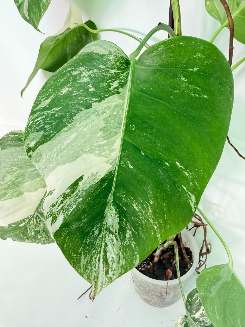 Monstera Albo Variegata XXL 06
