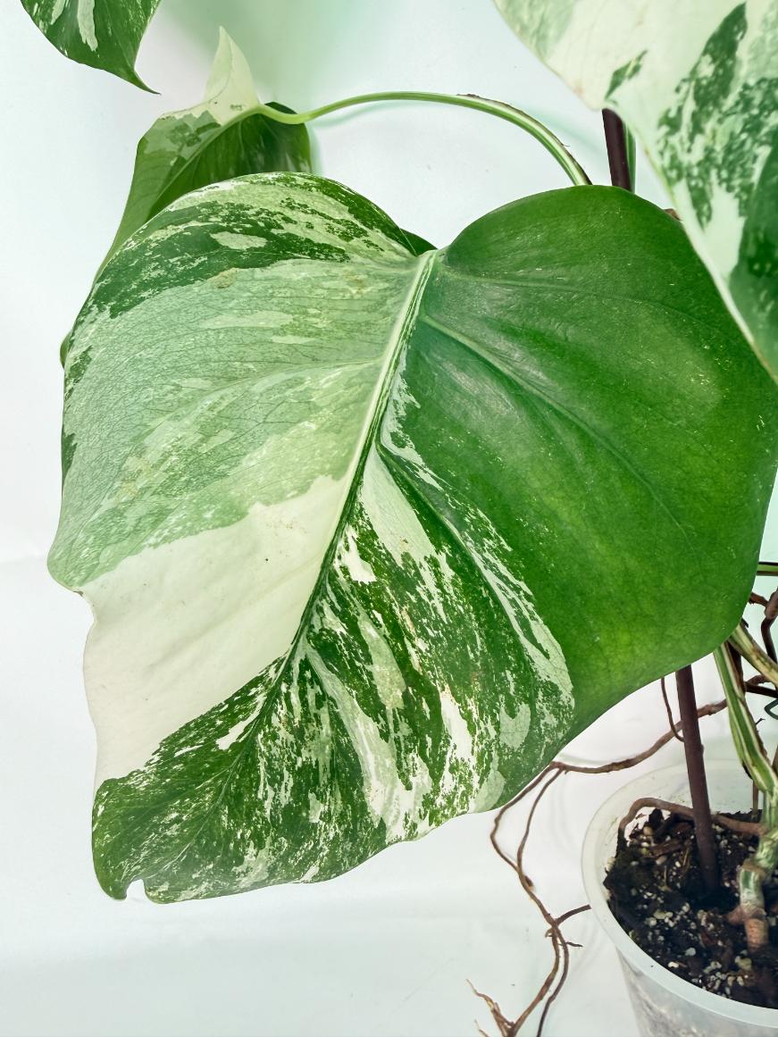 Monstera Albo Variegata XXL 07