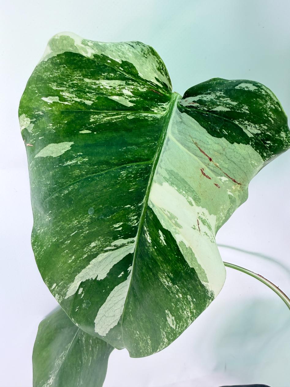 Monstera Albo Variegata XXL 08