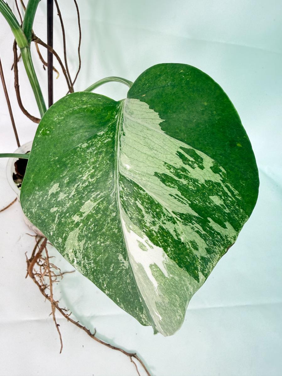 Monstera Albo Variegata XXL 09