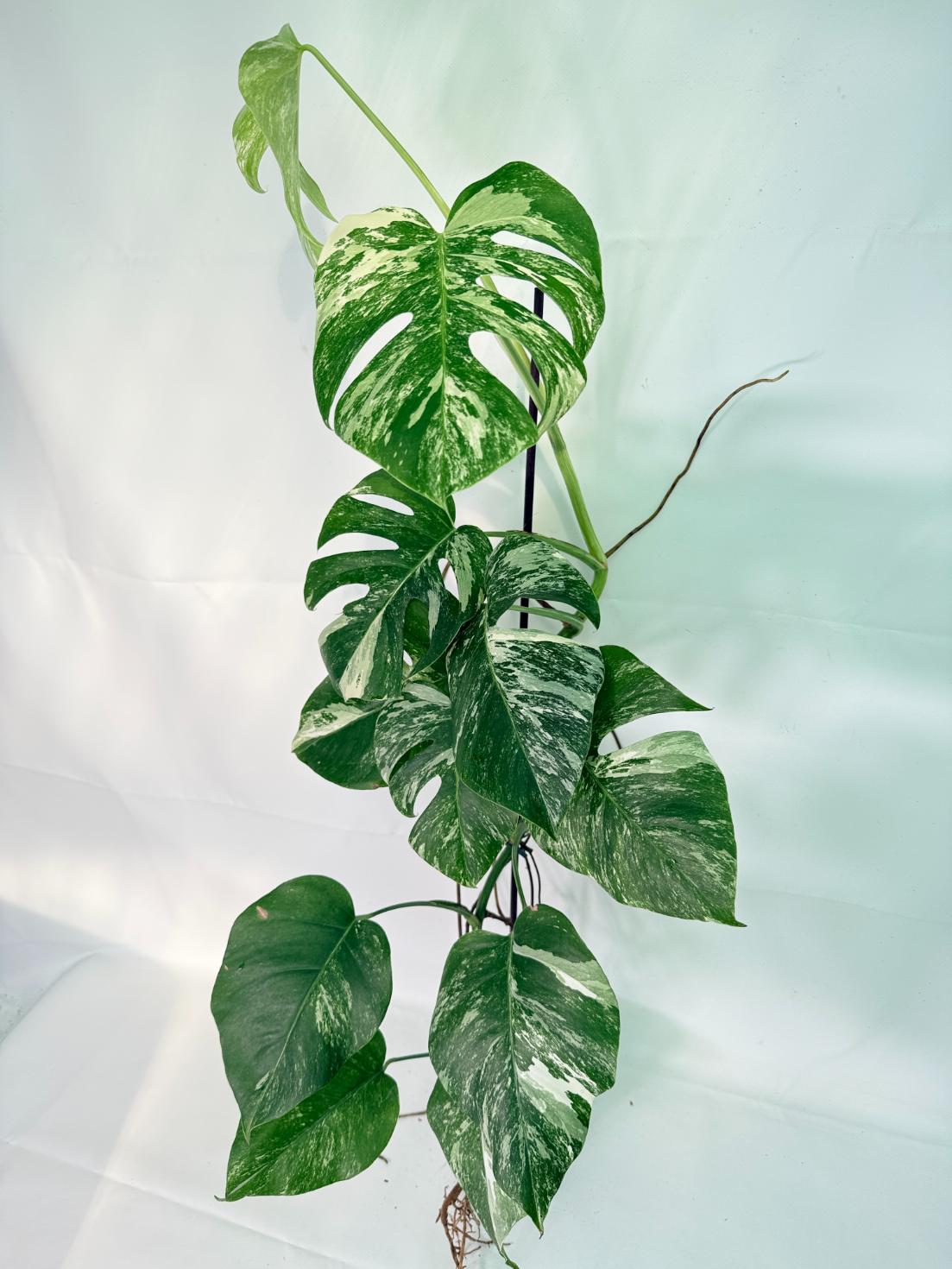 Monstera Albo Variegata XXL 01