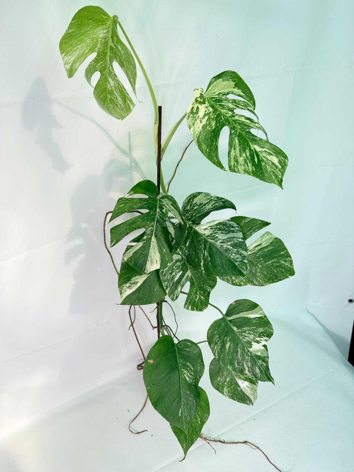 Monstera Albo Variegata XXL 03