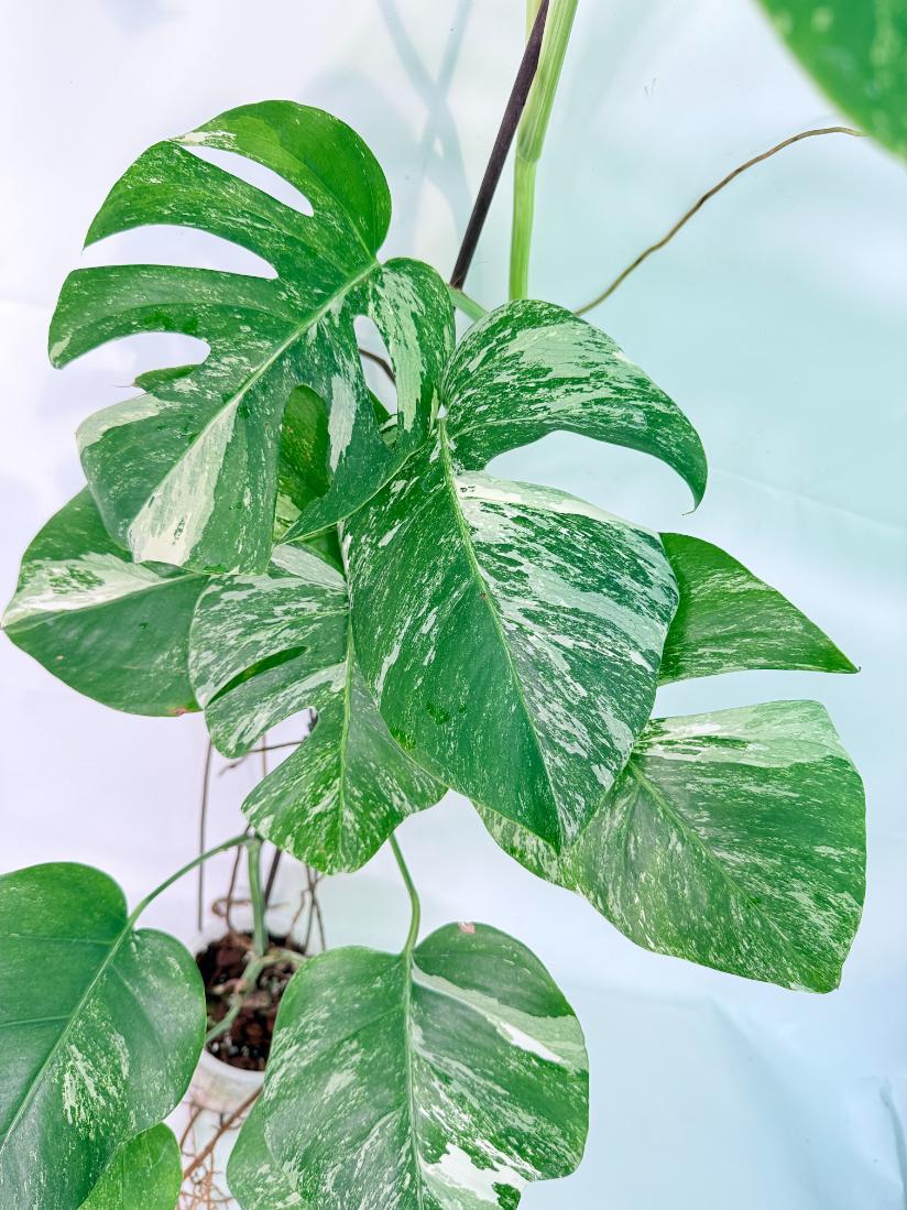 Monstera Albo Variegata XXL 04