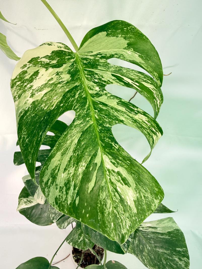 Monstera Albo Variegata XXL 05