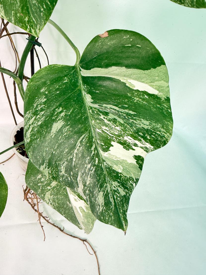 Monstera Albo Variegata XXL 06