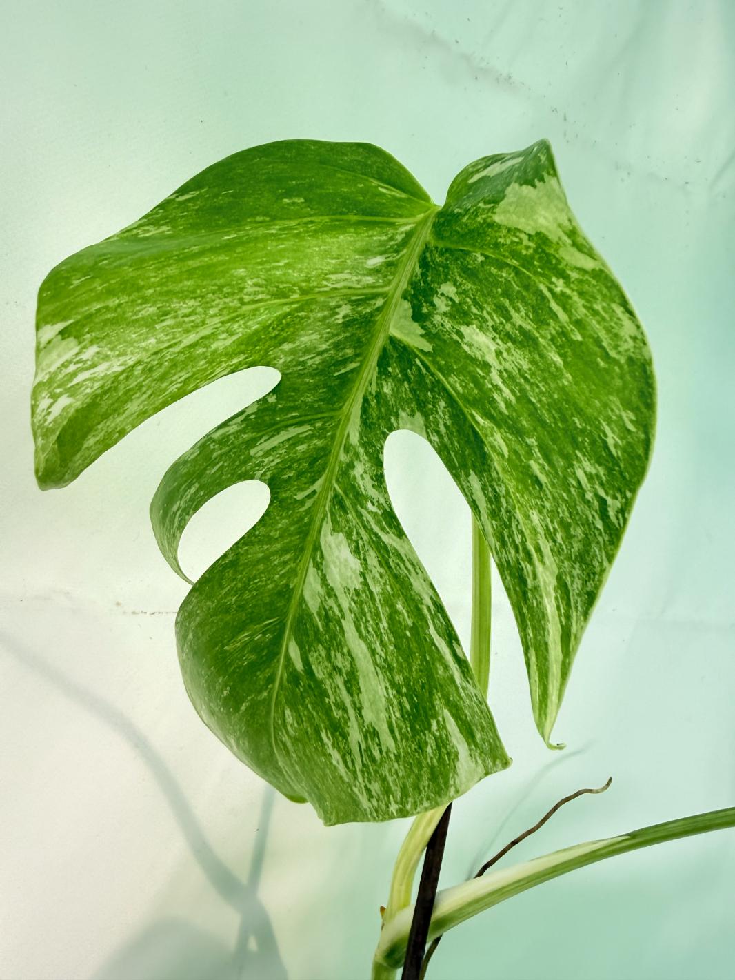Monstera Albo Variegata XXL 07