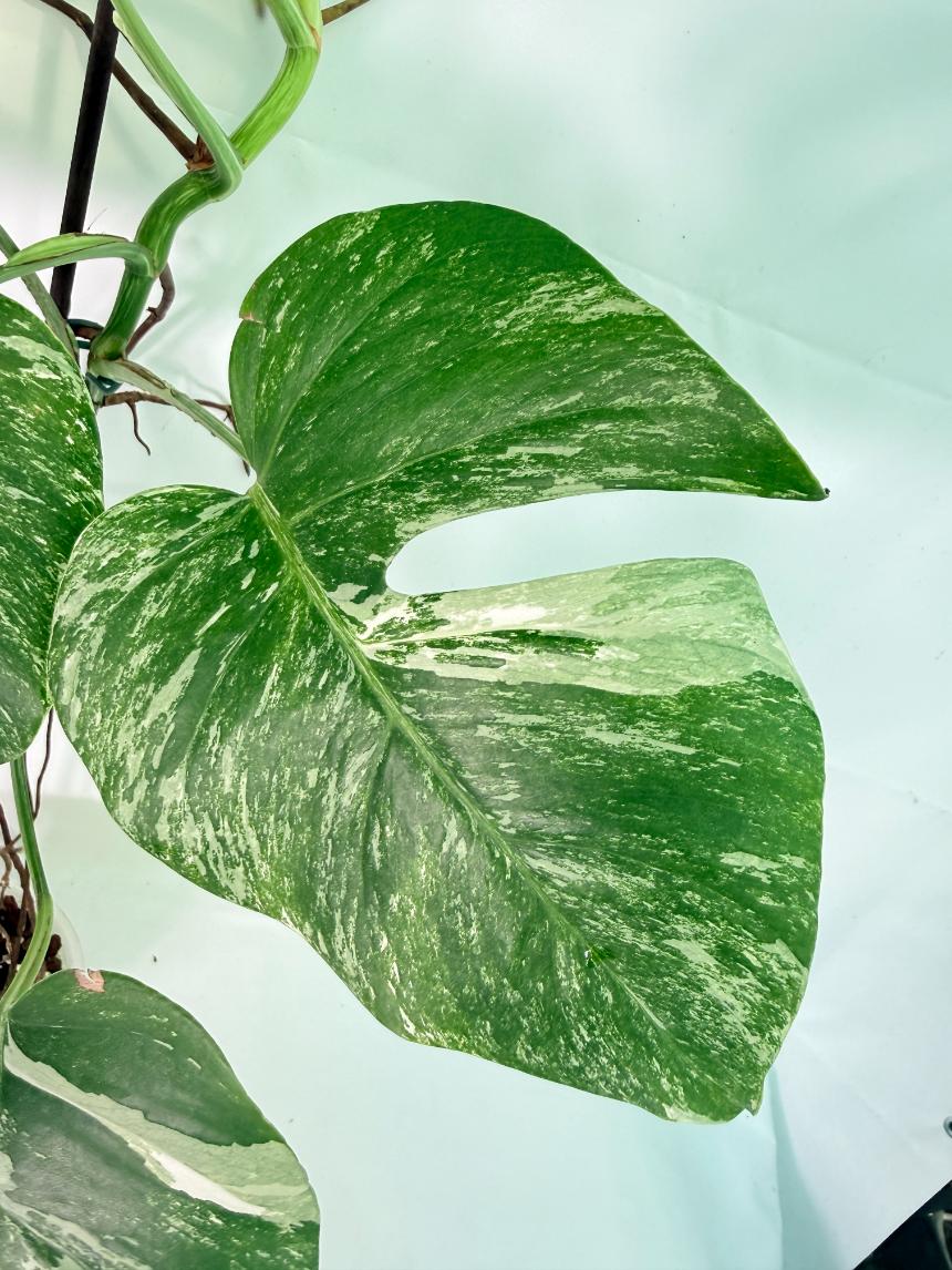Monstera Albo Variegata XXL 08