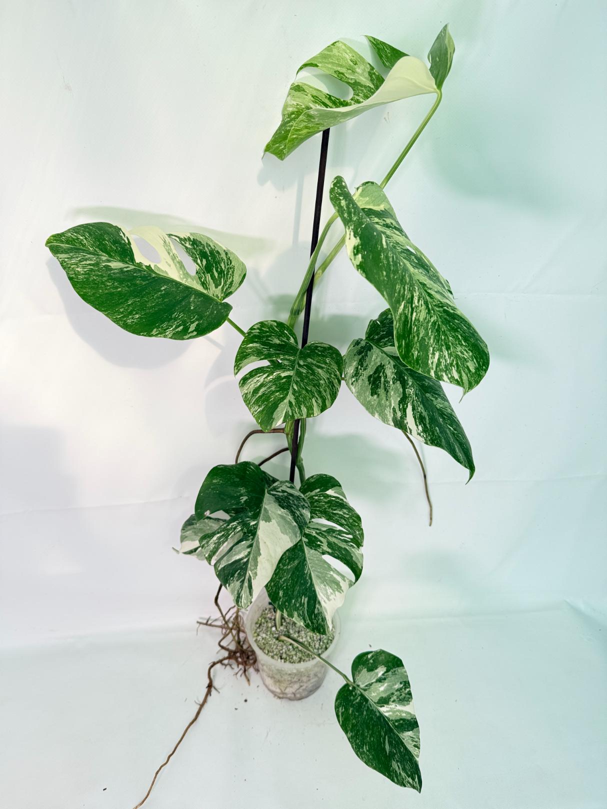Monstera Albo Variegata XXL 01