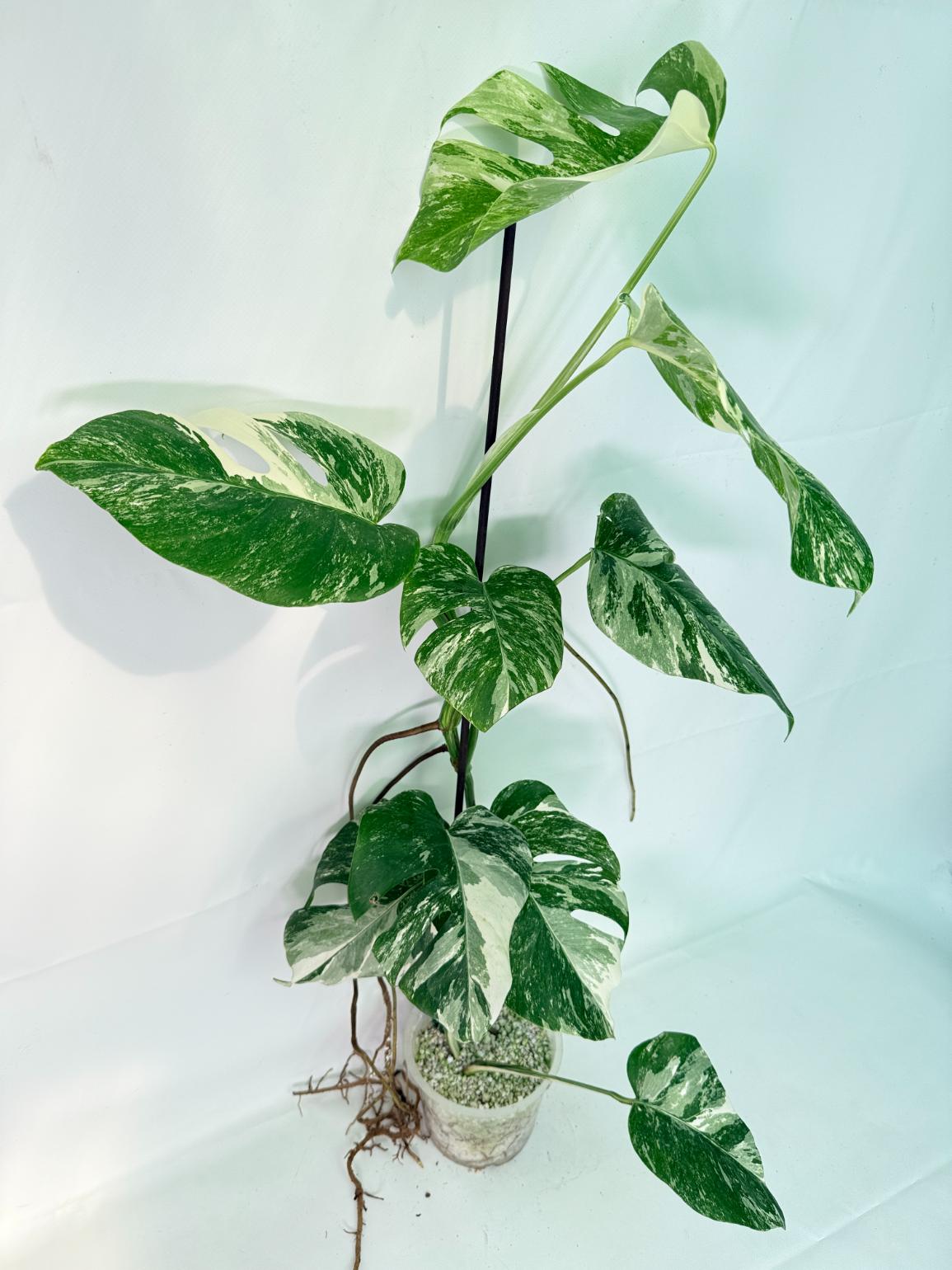 Monstera Albo Variegata XXL 03