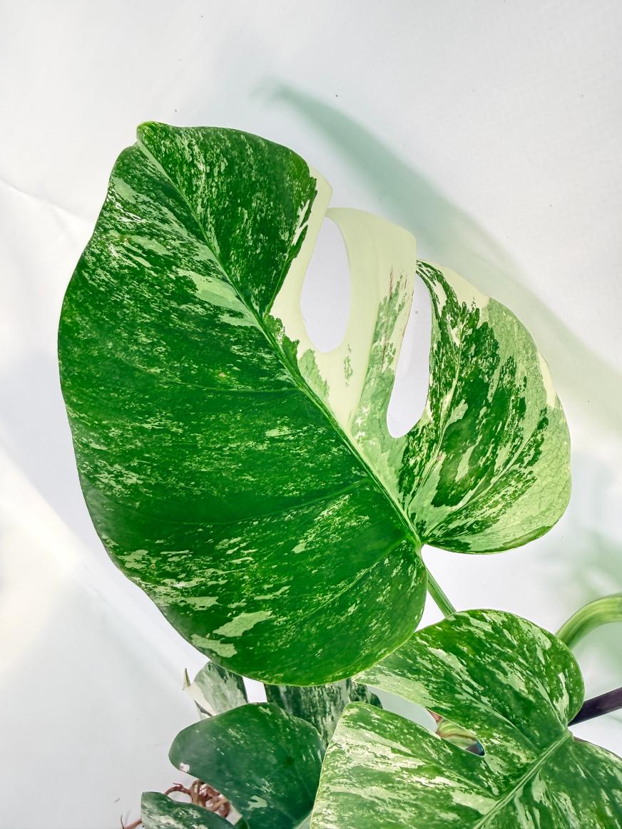 Monstera Albo Variegata XXL 04