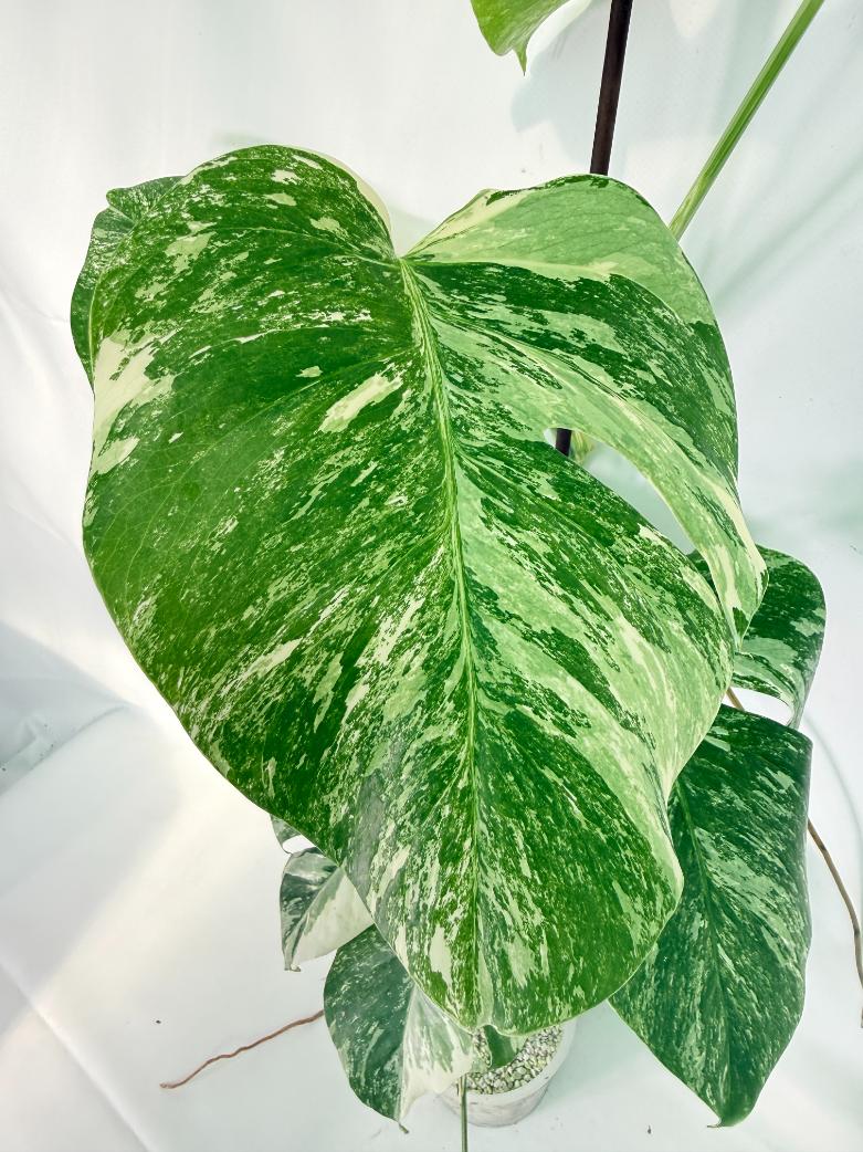 Monstera Albo Variegata XXL 05