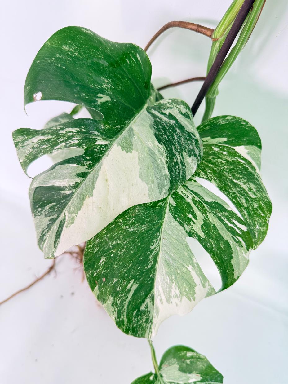 Monstera Albo Variegata XXL 06