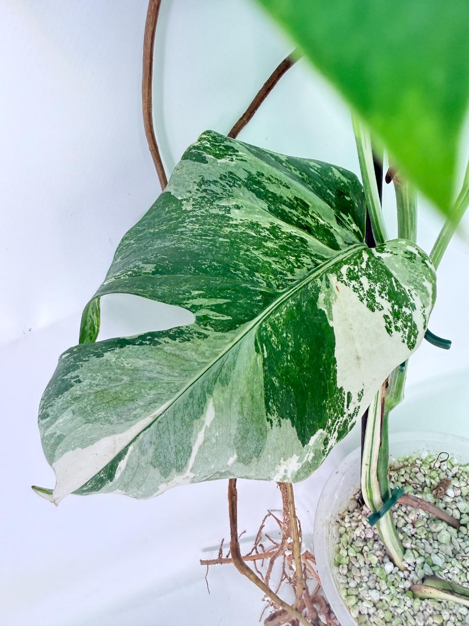 Monstera Albo Variegata XXL 07