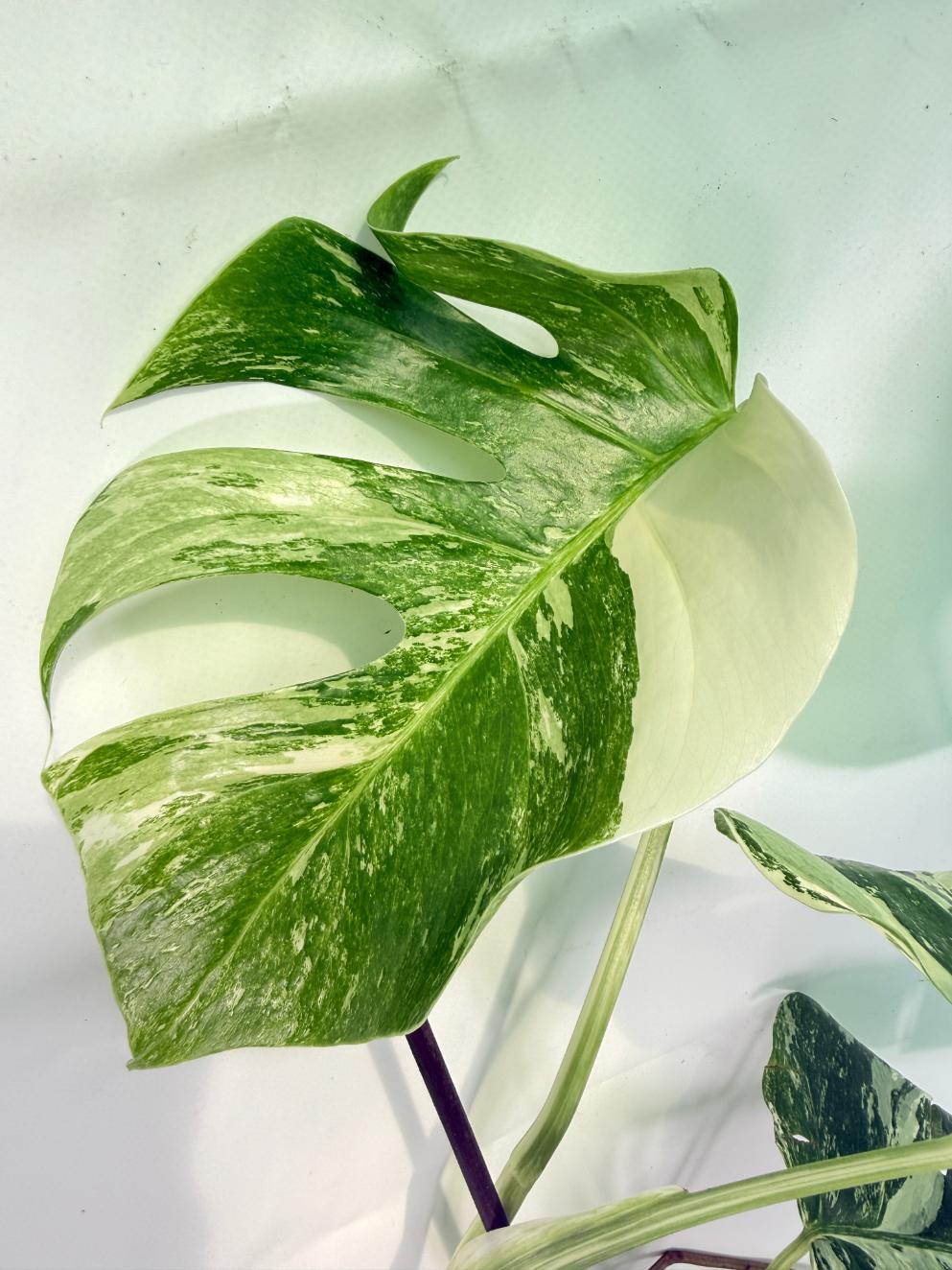 Monstera Albo Variegata XXL 08