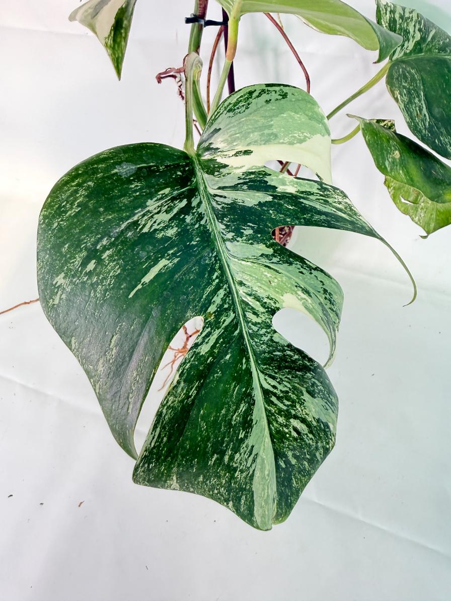 Monstera Albo Variegata XXL 08