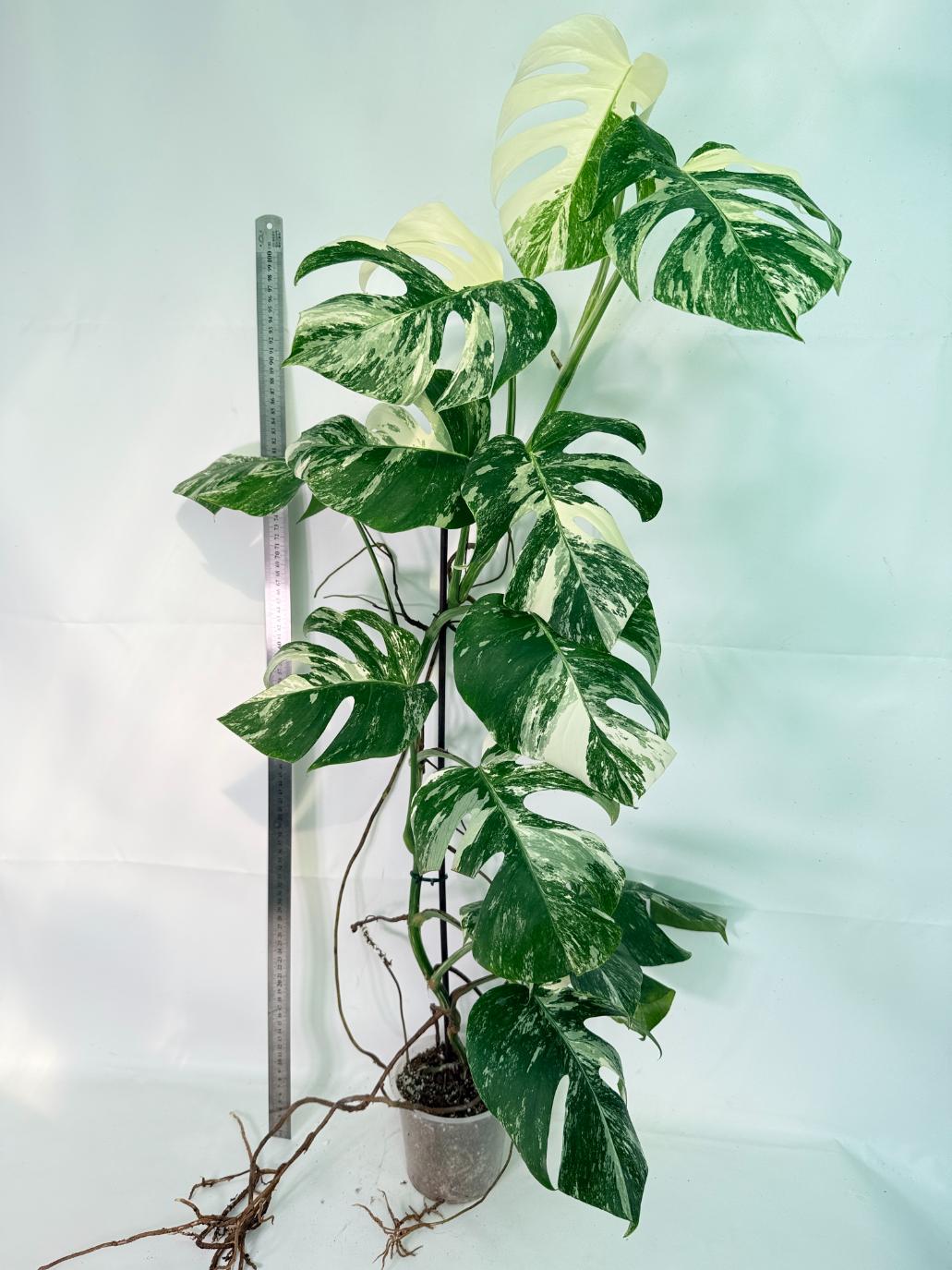Monstera Albo Variegata XXL 02