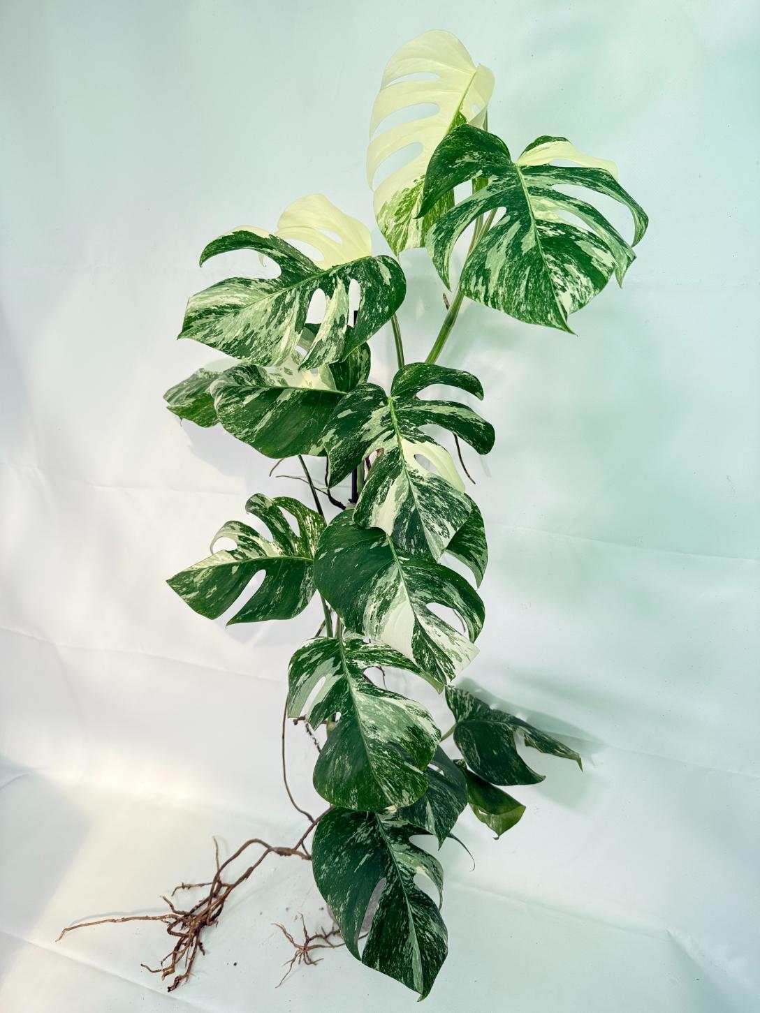 Monstera Albo Variegata XXL 01