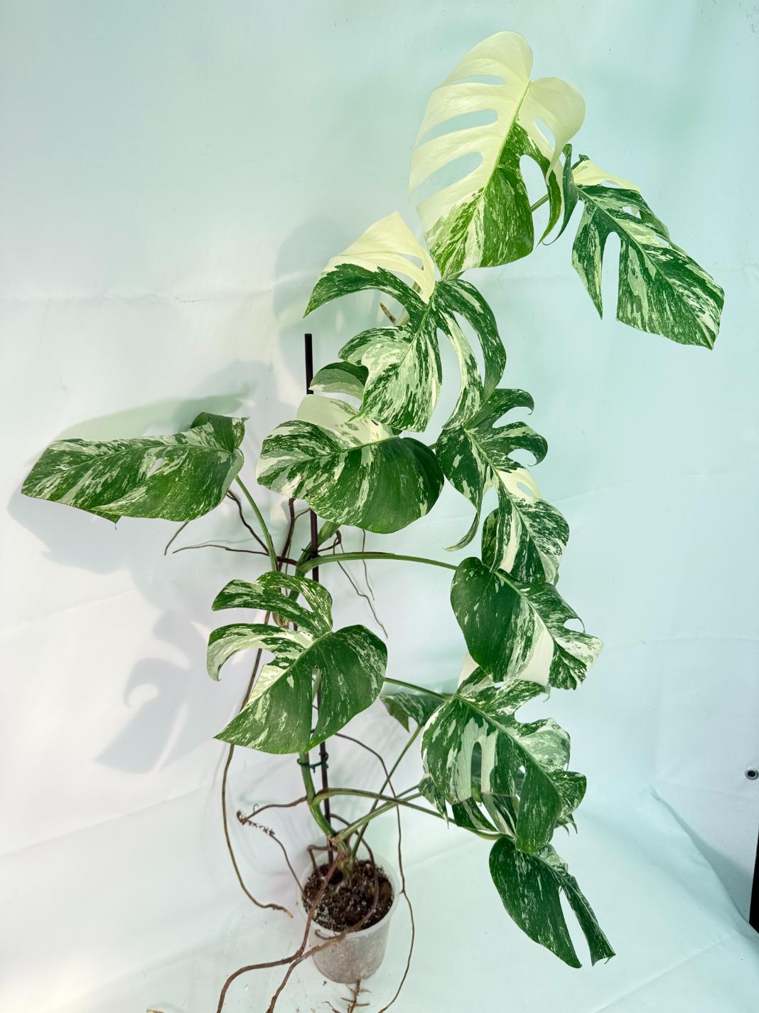 Monstera Albo Variegata XXL 03