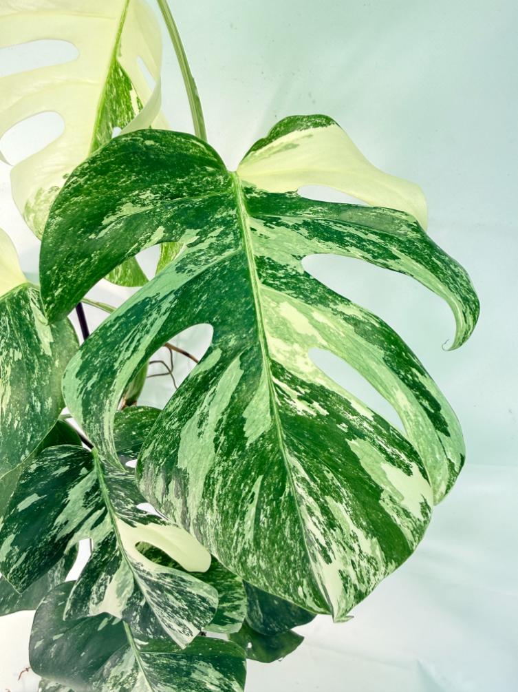 Monstera Albo Variegata XXL 04