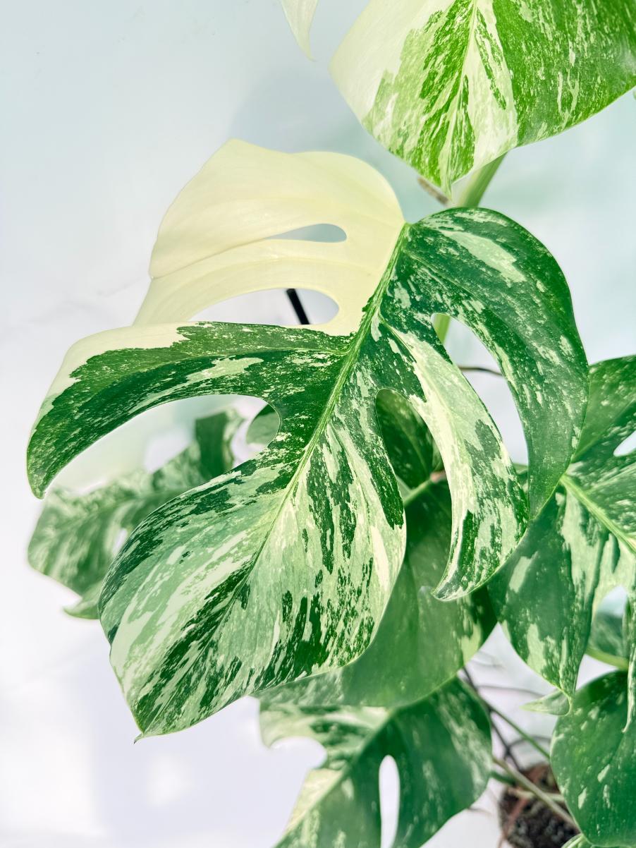 Monstera Albo Variegata XXL 05