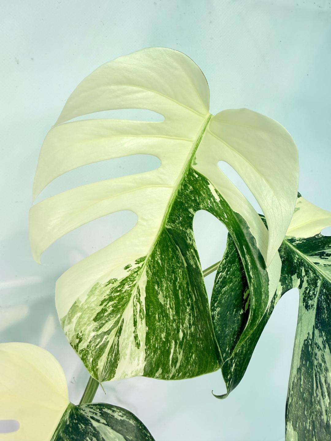 Monstera Albo Variegata XXL 06