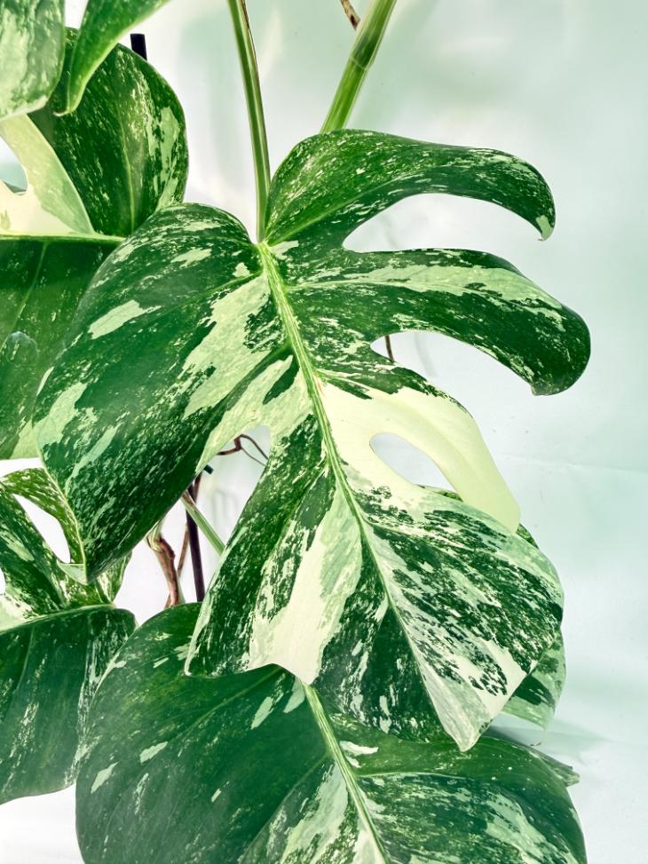 Monstera Albo Variegata XXL 07