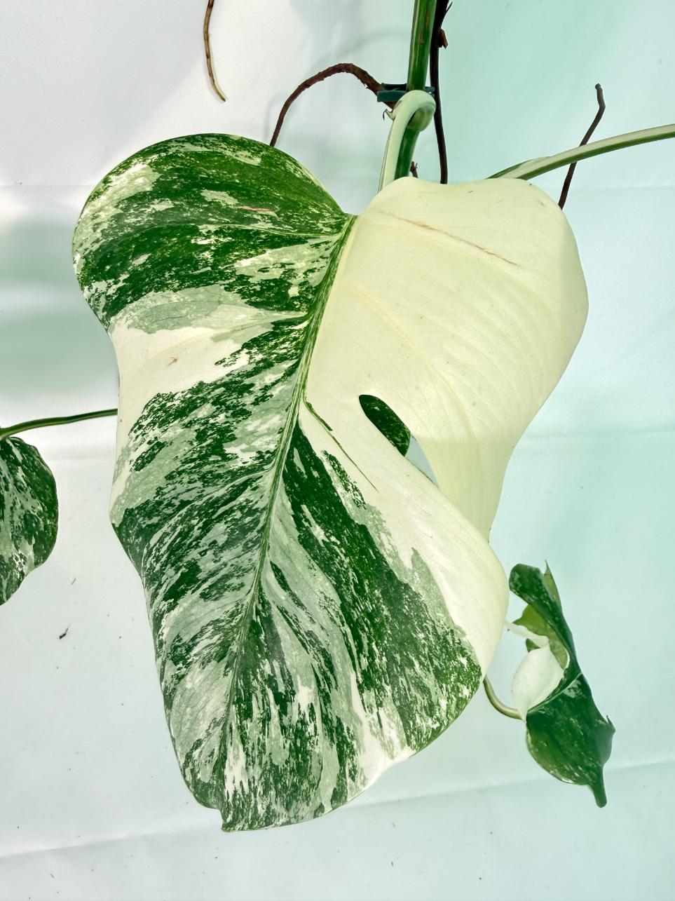 Monstera Albo Variegata XXL 09