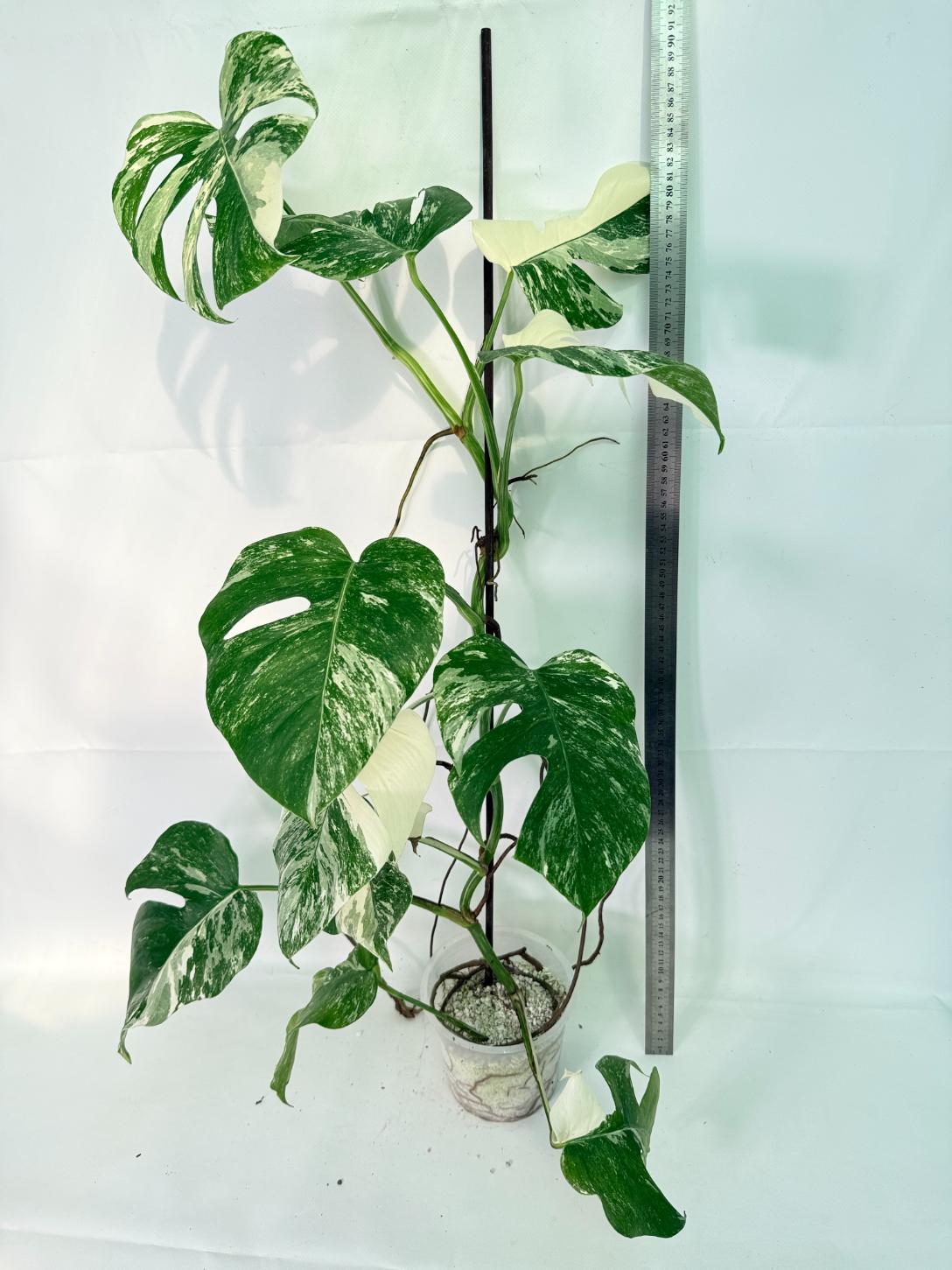 Monstera Albo Variegata XXL 01
