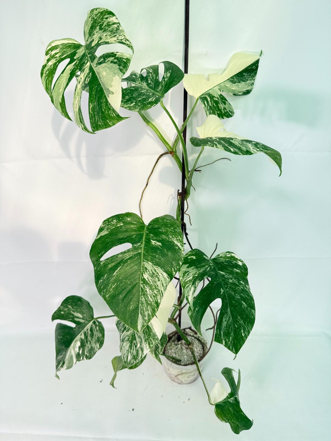 Monstera Albo Variegata XXL 02