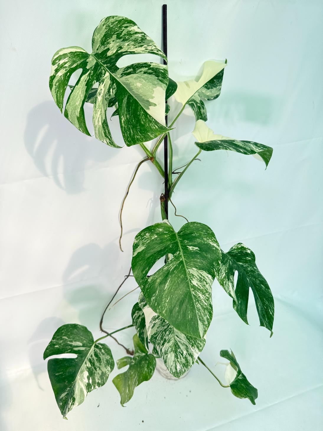 Monstera Albo Variegata XXL 03