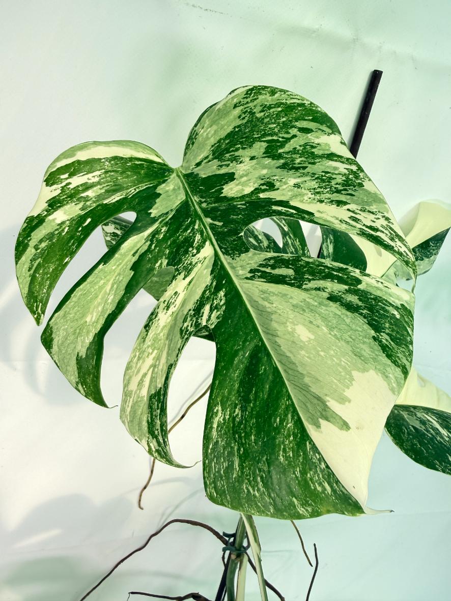Monstera Albo Variegata XXL 04