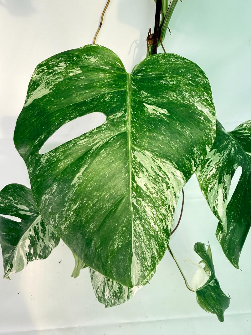 Monstera Albo Variegata XXL 05
