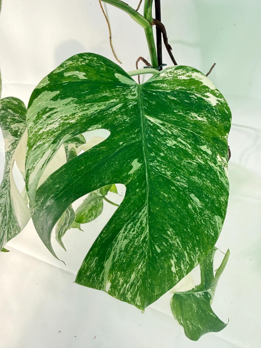 Monstera Albo Variegata XXL 06