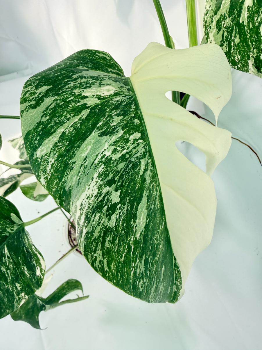 Monstera Albo Variegata XXL 07