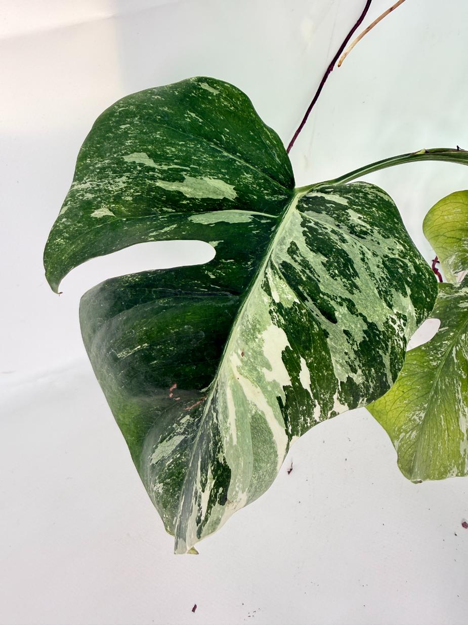 Monstera Albo Variegata XXL 08