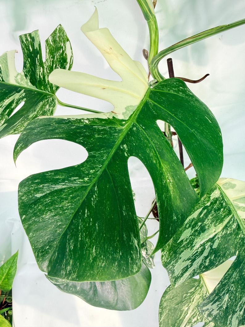 Monstera Albo Variegata XXL 08