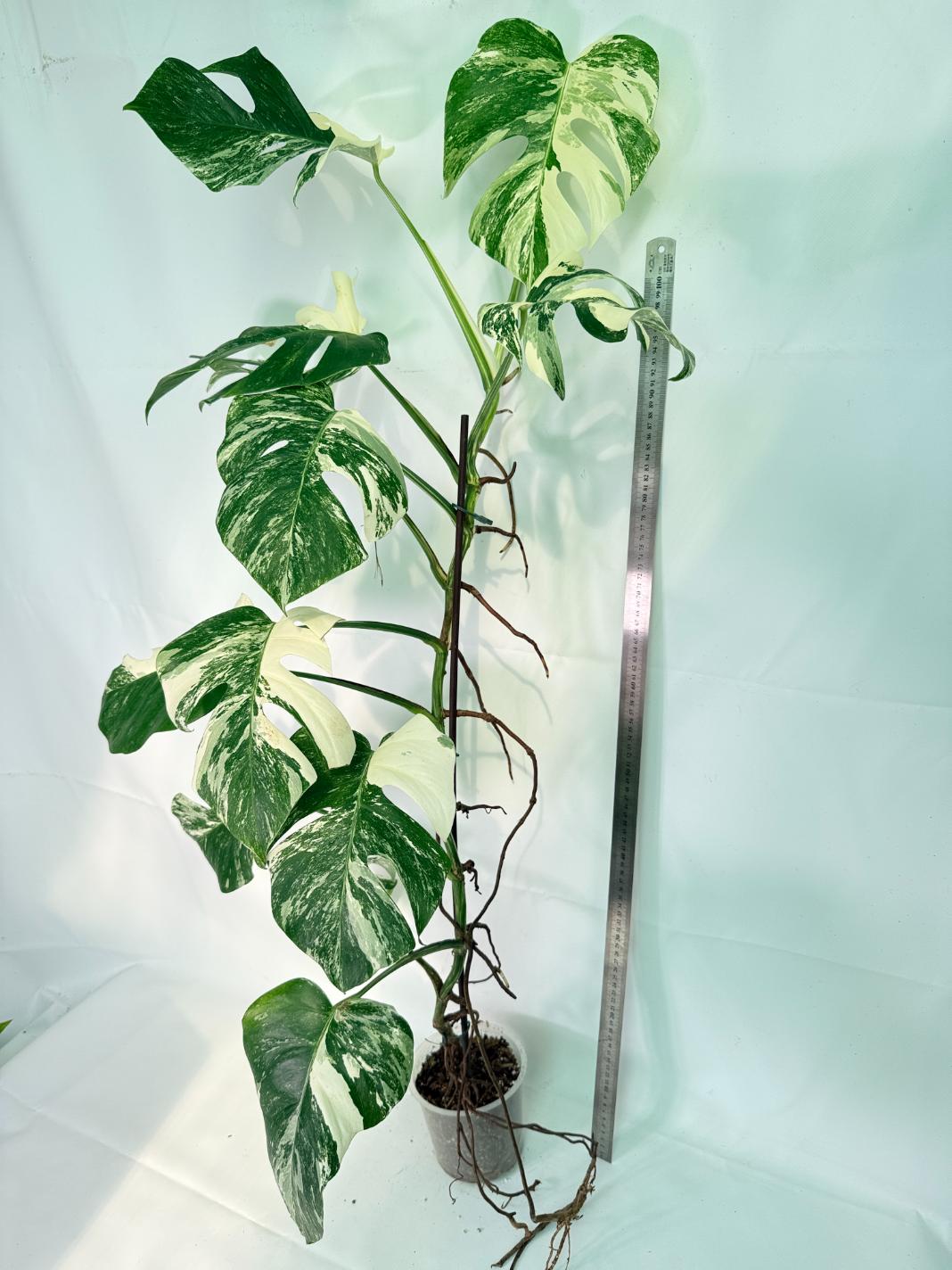 Monstera Albo Variegata XXL 01