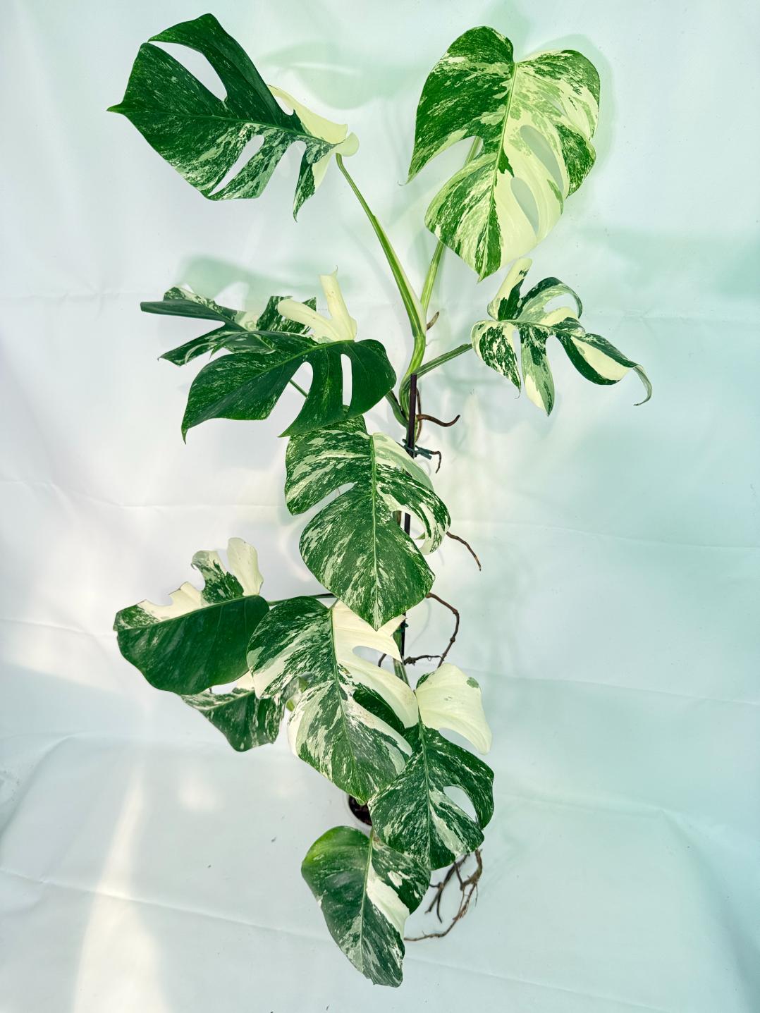 Monstera Albo Variegata XXL 02