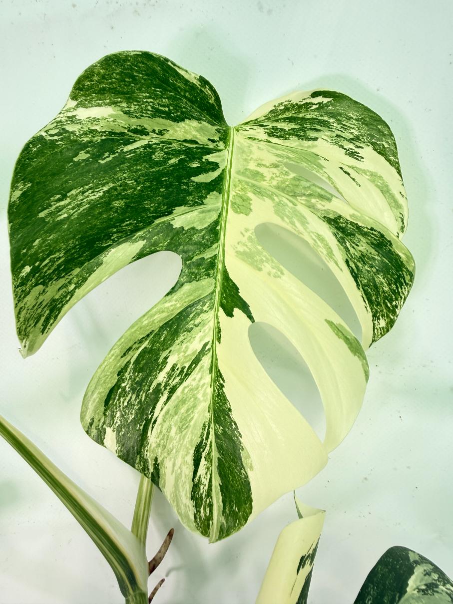 Monstera Albo Variegata XXL 03