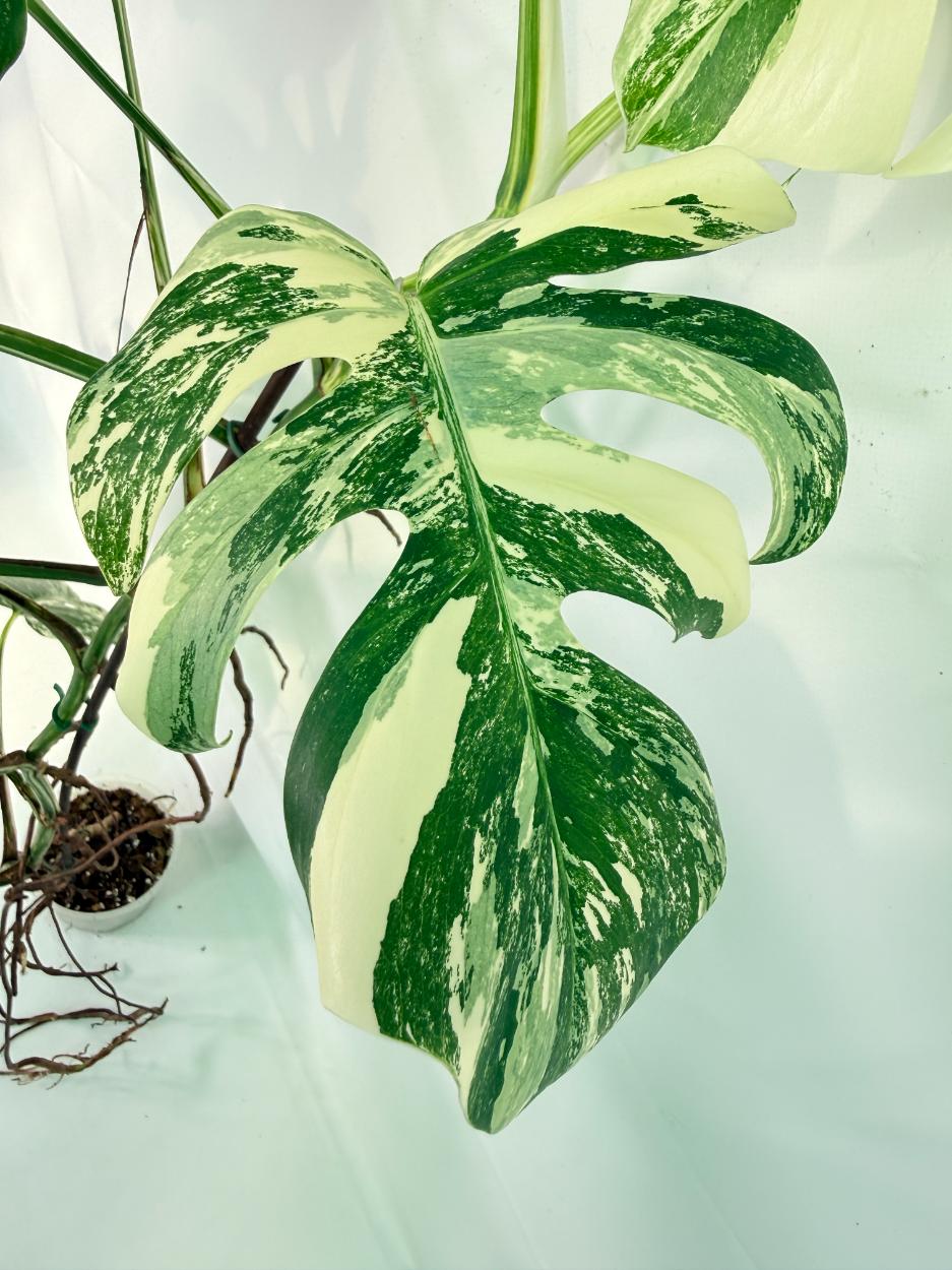 Monstera Albo Variegata XXL 04