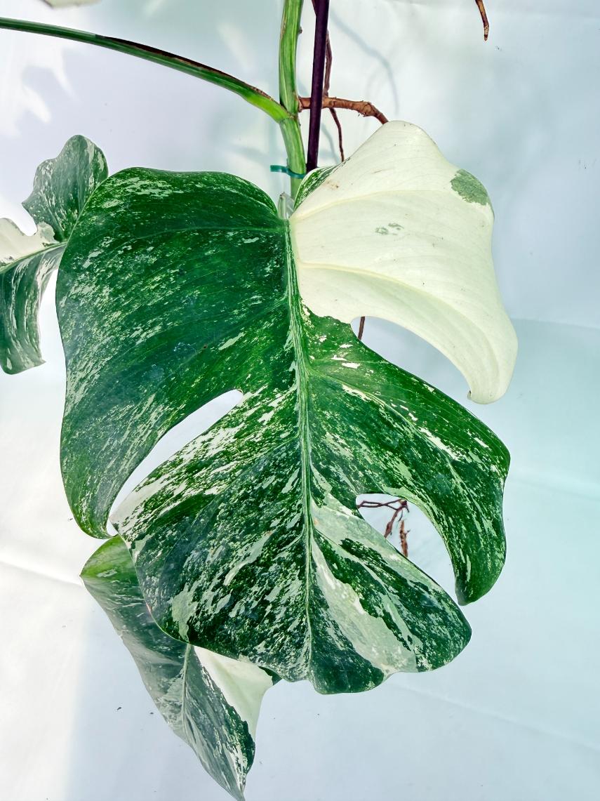 Monstera Albo Variegata XXL 05