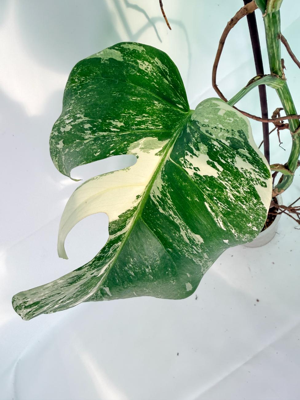 Monstera Albo Variegata XXL 06