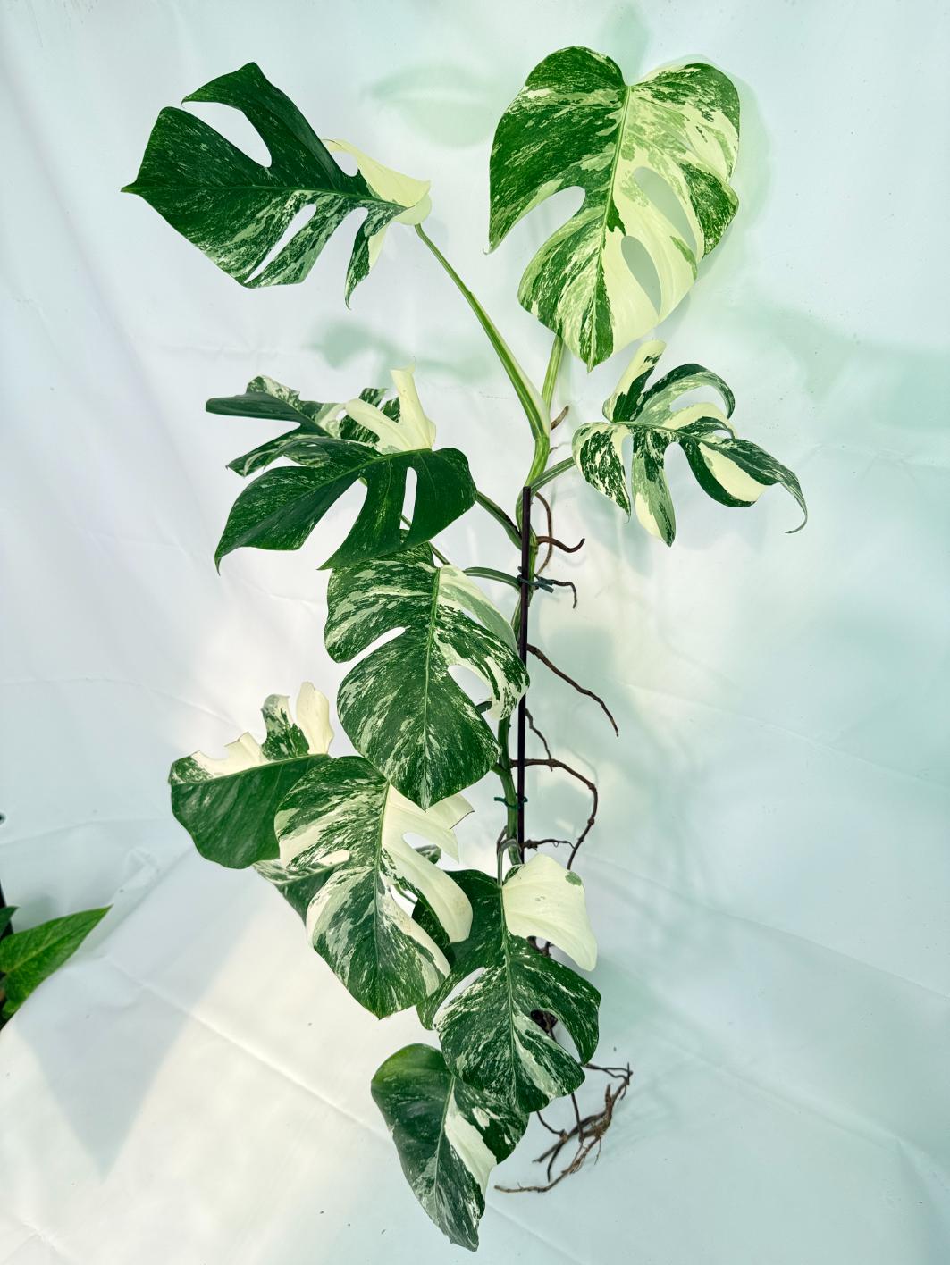 Monstera Albo Variegata XXL 07