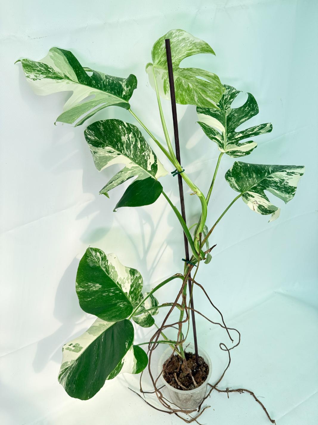 Monstera Albo Variegata XXL 07