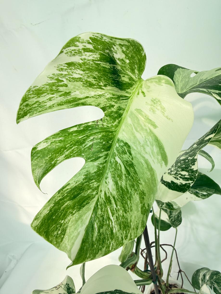 Monstera Albo Variegata XXL 08